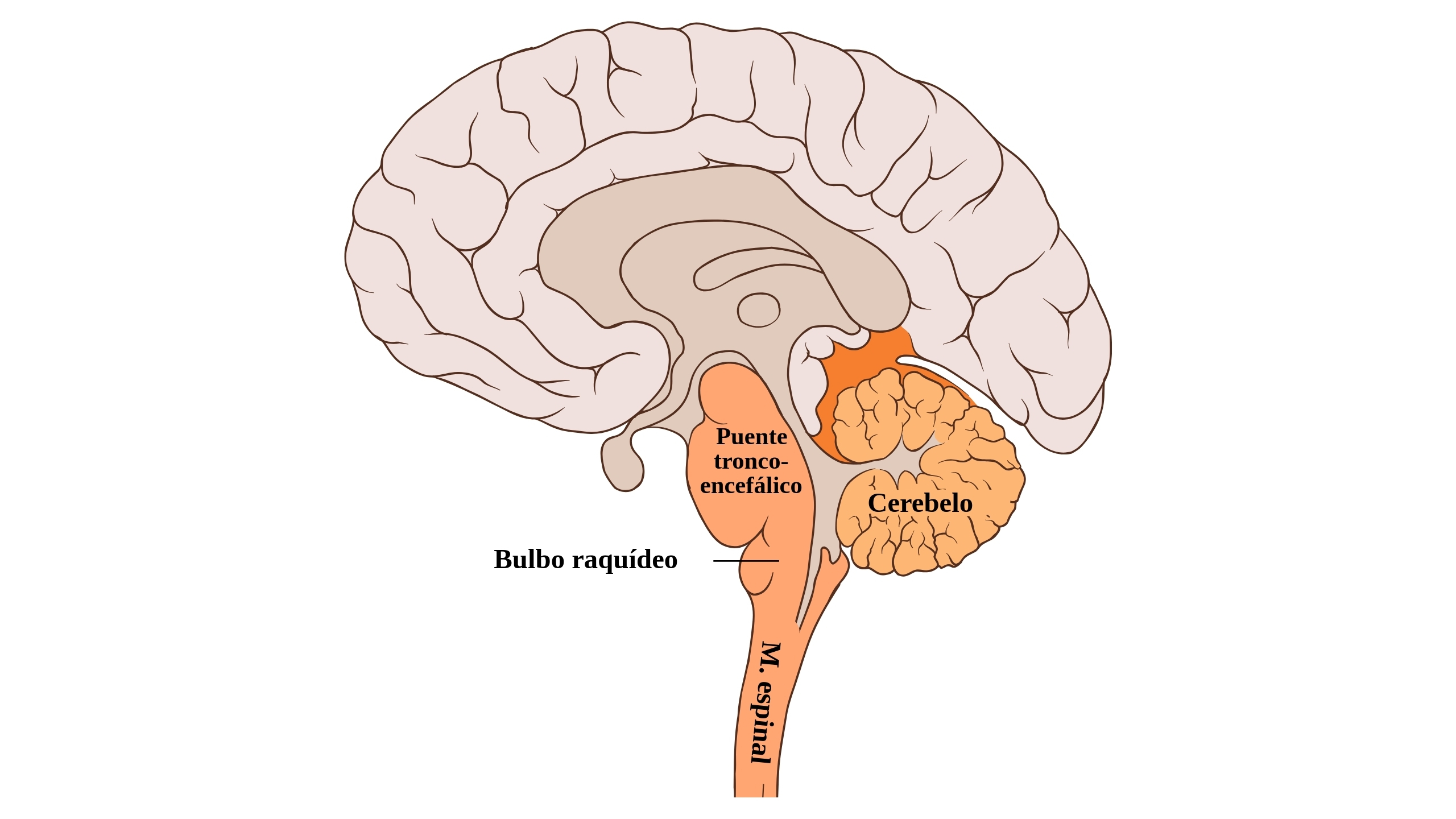 Esquema del cerebelo