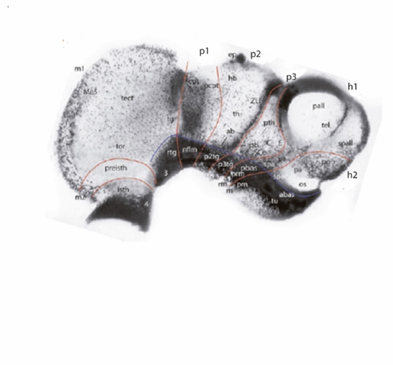 Parte del cerebro de un embrión de pollo a los 3 días de incubación