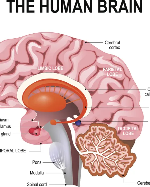 partes-del-cerebro.jpg